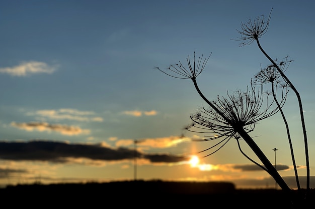 Dry cow parsnip plant against the blue sky