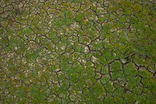 Dry cracked earth with green moss Natural background and texture