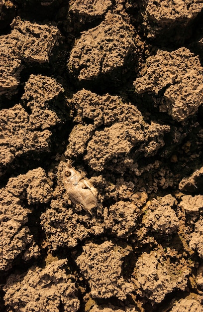 Dry and cracked ground caused by drought in paraiba, brazil.
climate change and water crisis.