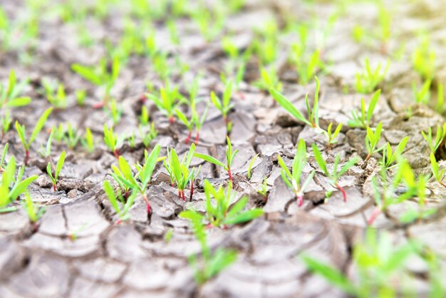 Dry cracked land with small green plants