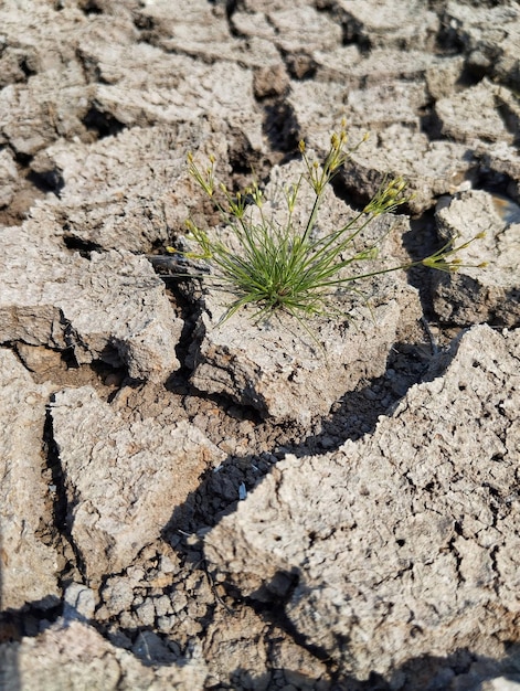 乾燥した割れた土いくつかの小さな緑の植物と乾燥したフィールドのトップビュー