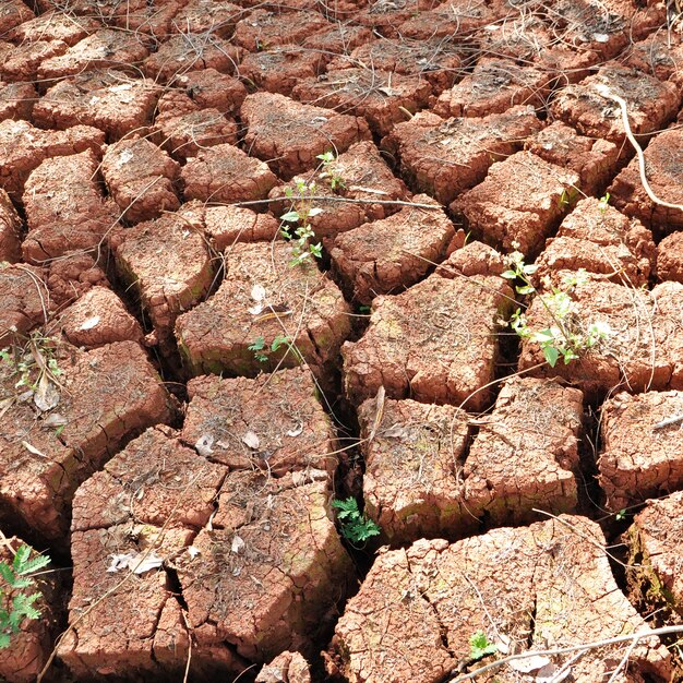 Dry cracked soil