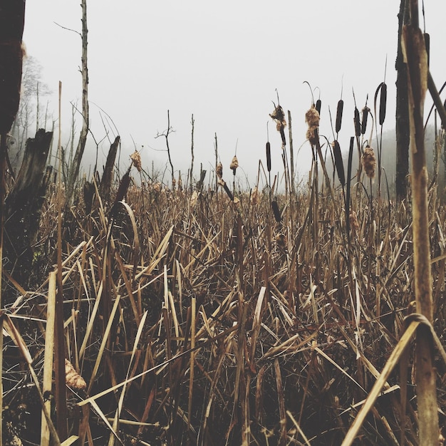 Dry crops on field against clear sky