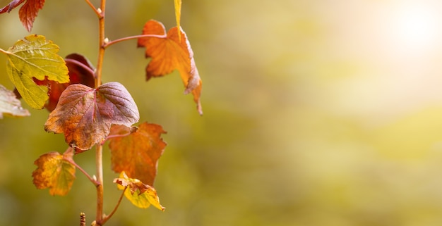 Dry currant leaves in the garden on a blurred background. Autumn background