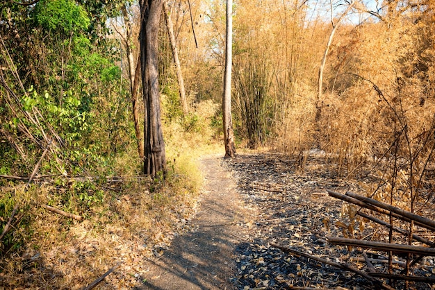 Dry damaged trees and ashes on dark ground in burnt bamboo forest