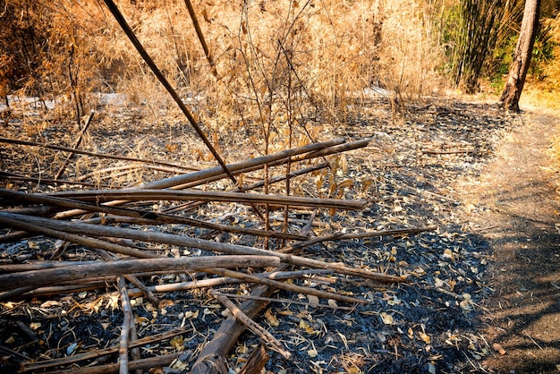 Dry damaged trees and ashes on dark ground in burnt bamboo forest