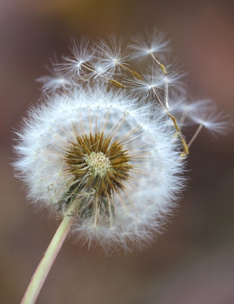 Dry dandelion flower close-up with white flying parachutes on a blurr background, vertical image with soft focus and place for text