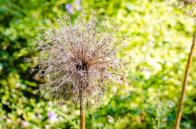 乾燥したタンポポのような植物。