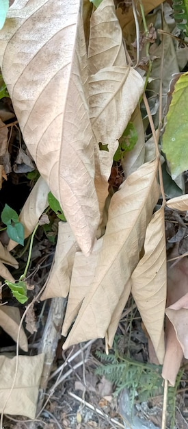 Dry and dead leaves of the tree