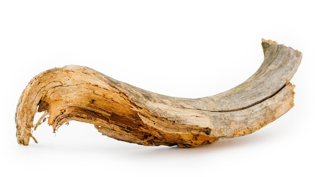 Dry dead snag on a white isolated background.