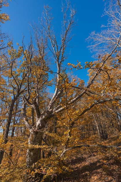 가을 숲에서 마른 죽은 나무