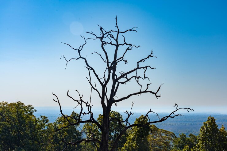 फोटो a dry dead tree branches in a forest with many birds on it and a blue sky in the background