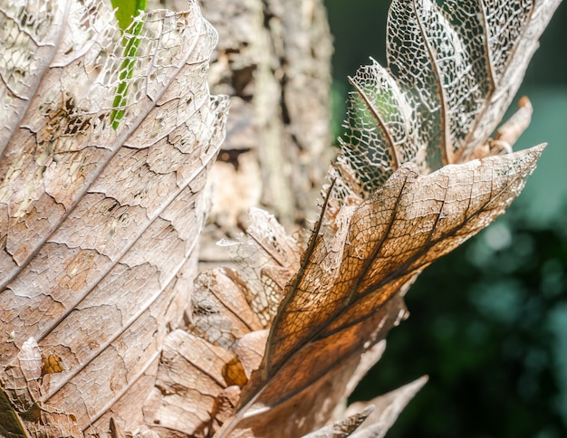  Dry decay brown leaf