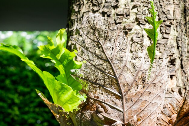  Dry decay brown leaf