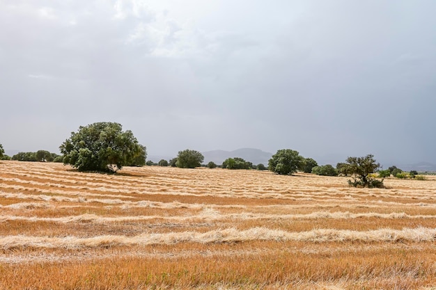 Dry in the dehesa after being harvested