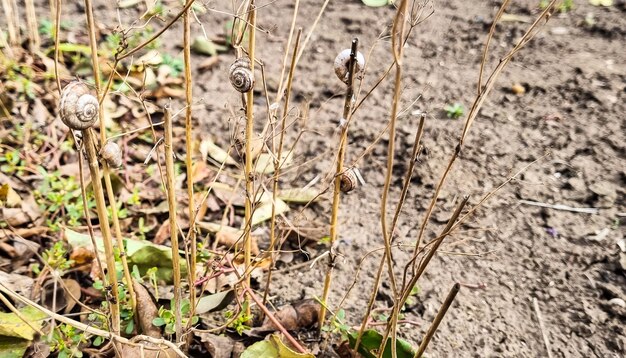 Dry dill bushes with snails growing in the garden closeup Defocused soil in the background