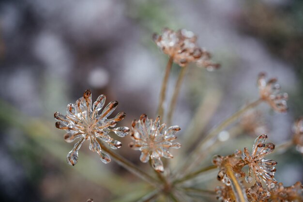 雨氷の後に氷で覆われた乾燥したディルの花