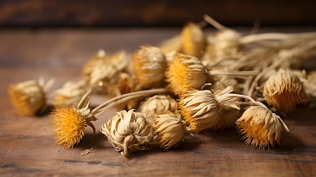 Dry dried flower bud heads tussilago farfara coltsfo