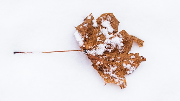 Сухой сушеный кленовый лист на снегу