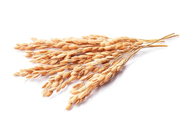 Dry an ear of rice on white backgrounds