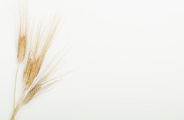 Dry ears of cereals in the beam on a white background.