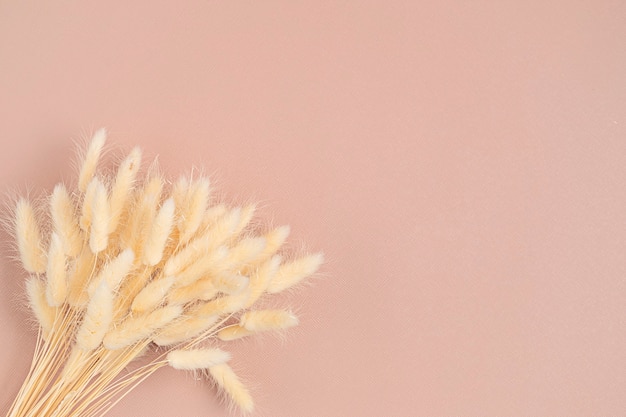 Dry ears on pink background flat lay