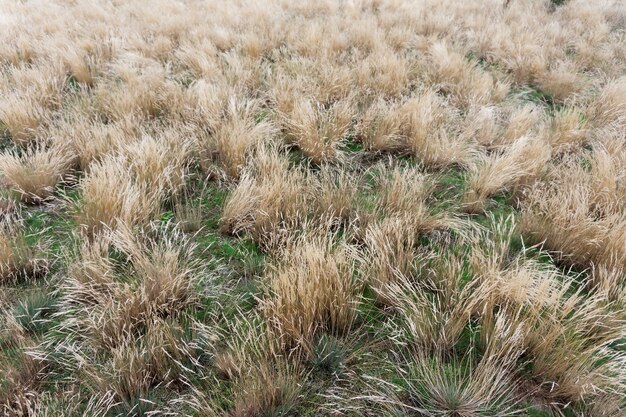 牧草地の野草の乾いた耳