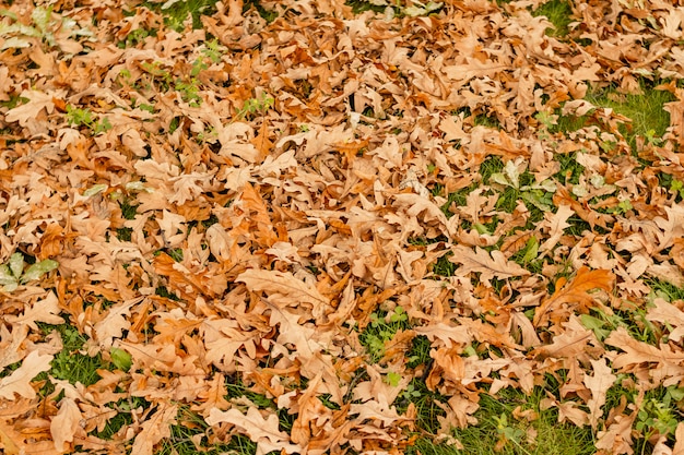 Fogli di autunno caduti asciutti sull'erba