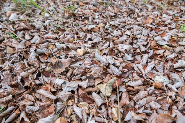 Dry fallen leaves in autumn