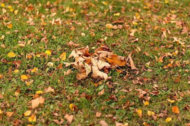 Photo dry fallen leaves on the grass