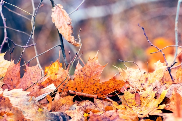 Dry fallen leaves on the ground in the autumn forest