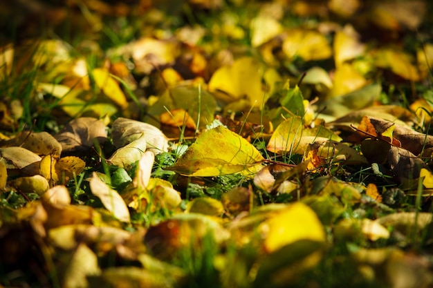 Dry fallen leaves lying on green grass. Outside sunny autumn day.