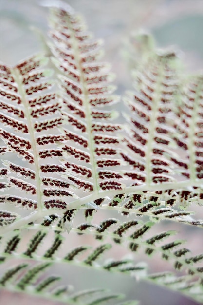 Photo dry fern in the sunlight