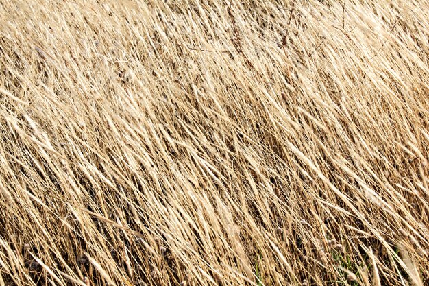 Photo dry field grass with a golden colour blowing in the wind