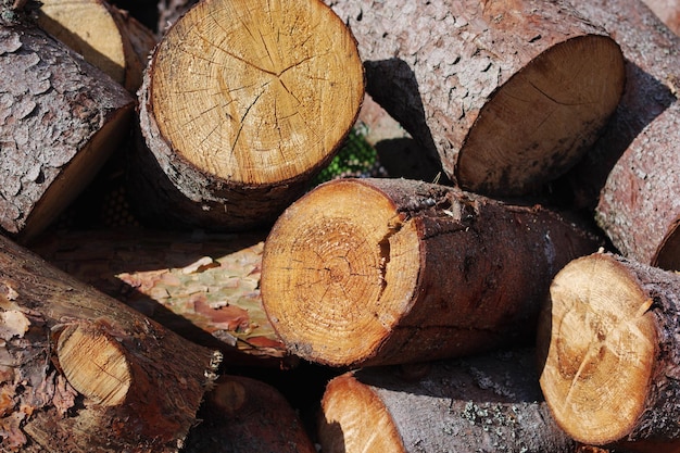 Dry firewood logs