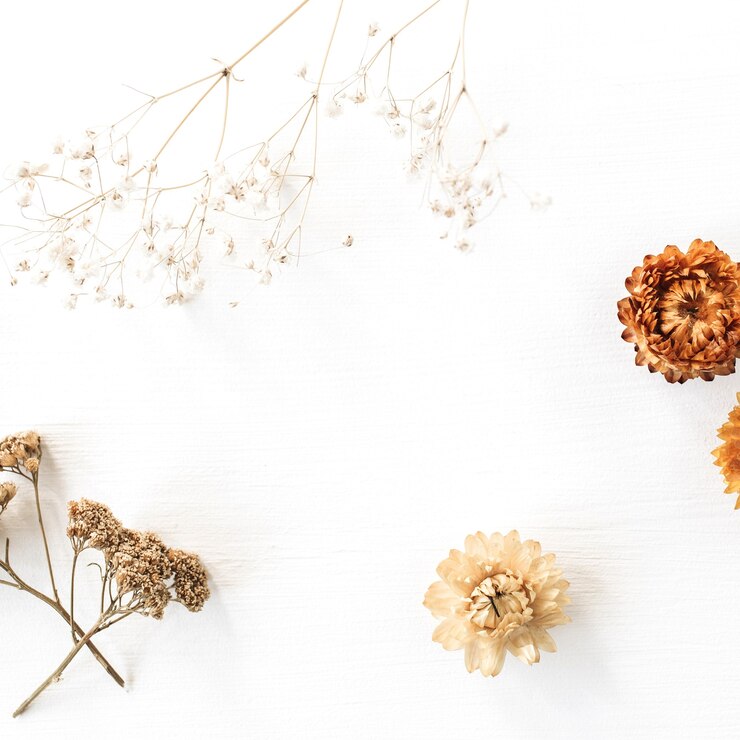 Photo dry floral branch and buds on white