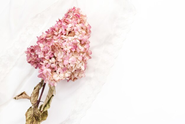 Dry floral branch pink Hydrangea on white background