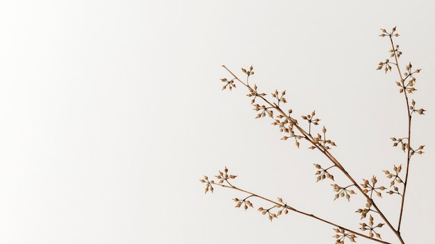 Dry flower branch on an off white  background