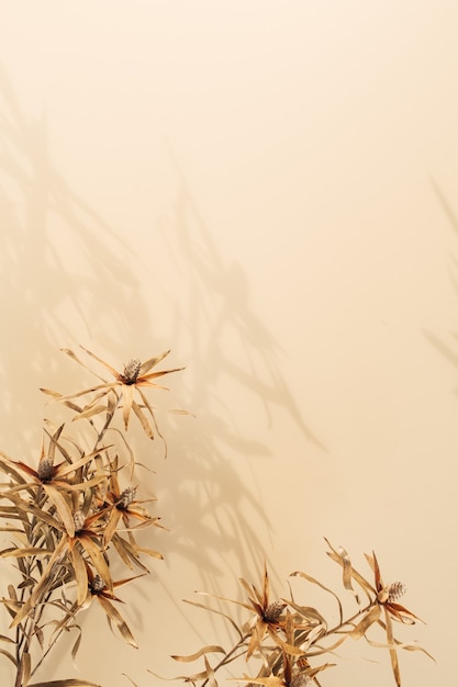 Dry flower branches on pastel beige.