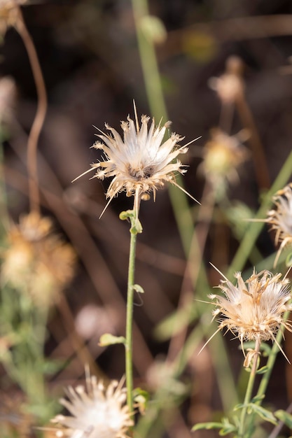 A dry flower of the Centaurea melitensis Maltese starthistle