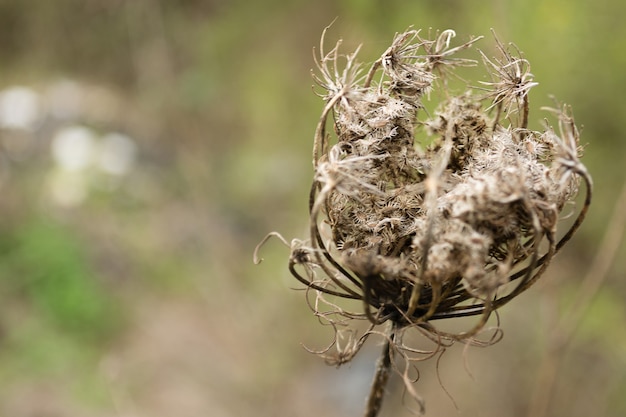 Dry flower in the desert