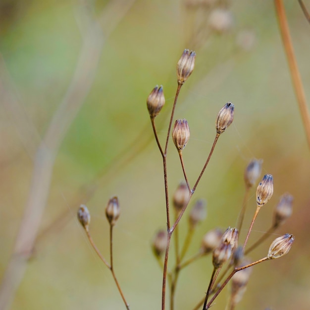 dry flower plant in the nature in autumn season