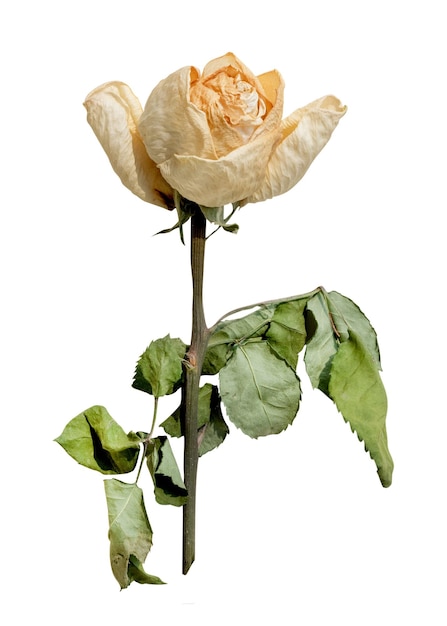 dry flower png collage element transparent background