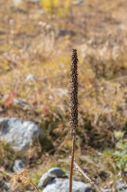 흐린 배경에서 마른 꽃 Verbascum thapsus입니다.