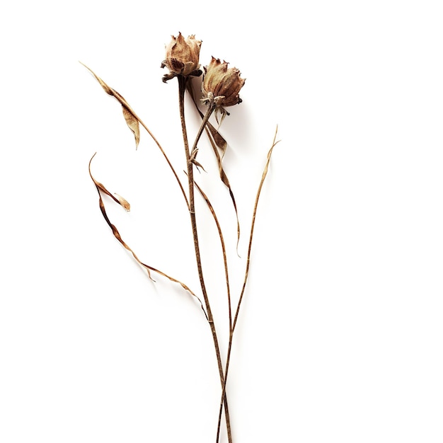 Dry Flowers background