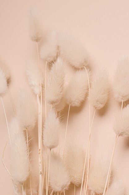 Photo dry flowers on beige