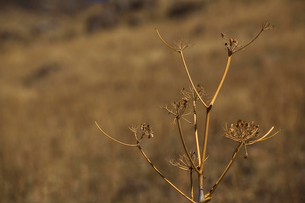 Photo the dry flowers in field