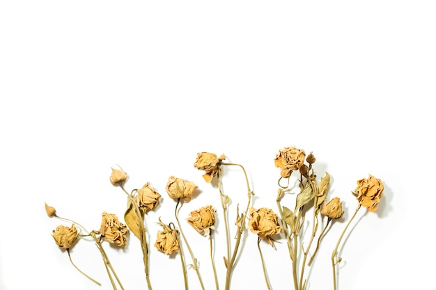 Dry flowers isolated on a white background with copy space