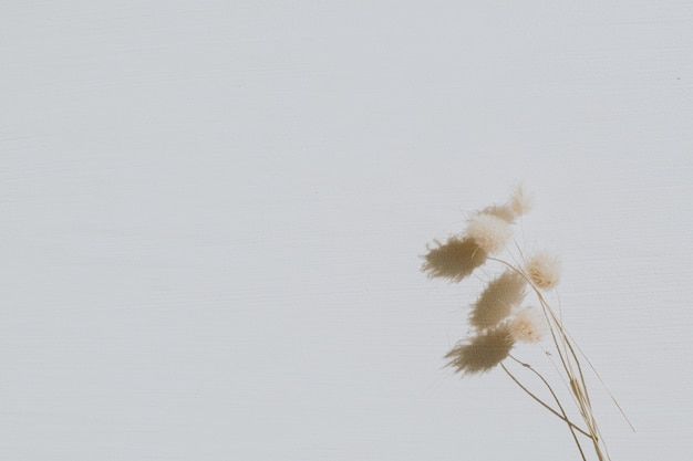 Фото Сухие цветы на пыльном сером