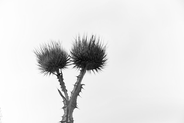 Dry flowers of spine plant on white sky background Wild thorn plant outdoor Flora and nature Defense and protection concept copy space